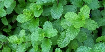 image of mint